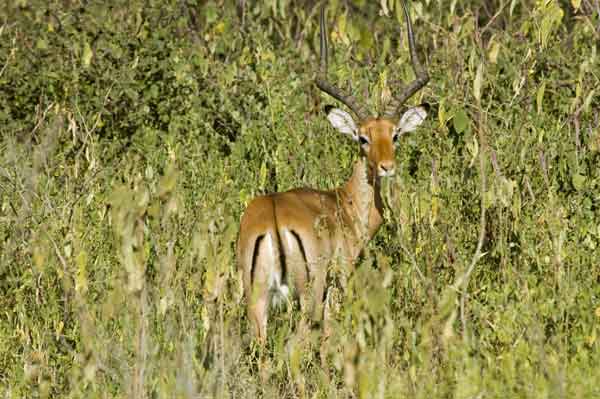 Antílope Impala - lago Naivasha - Kenia.jpg